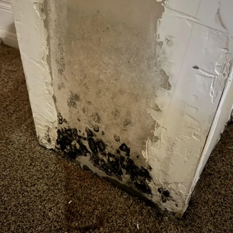 Professional Mold Removal in Green Park, MO